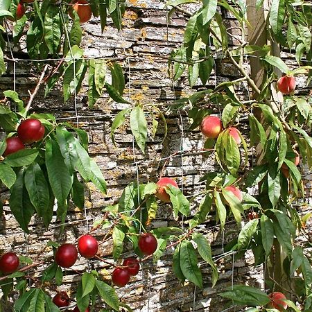 The Old Rectory Bed & Breakfast Boscastle Ngoại thất bức ảnh