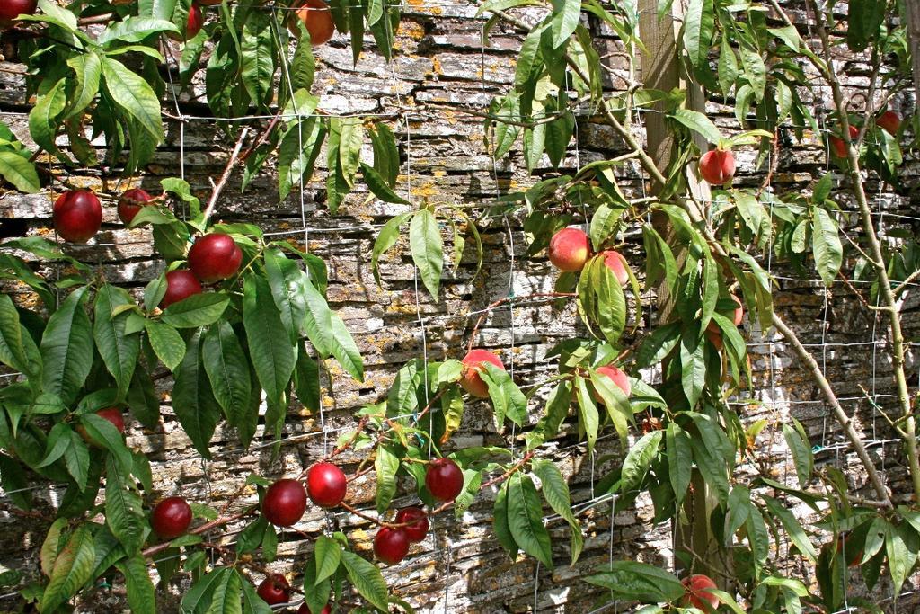 The Old Rectory Bed & Breakfast Boscastle Ngoại thất bức ảnh